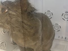 -老吴的猫·猫舍(新区店)