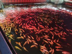 -长春市南湖公园