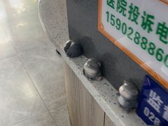 -半岛宠物医院24小时(白果林店)