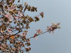 -洲头咀公园