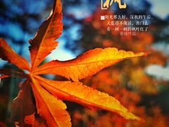 -广州市帽峰山景区