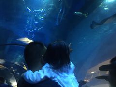 -乐从天佑城海洋馆