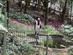 -新加坡飞禽公园