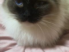 -宠福鑫康馨动物医院·骨科·眼科
