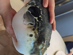 -鲐赏河豚(长寿店)