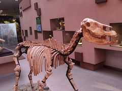 -陕西自然博物馆