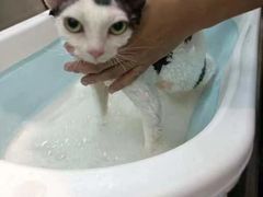 -PETKIT小佩宠物·低压洗护(国顺东路店)