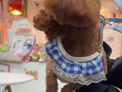 -帕帕拉兹宠物(亚洲旗舰店)