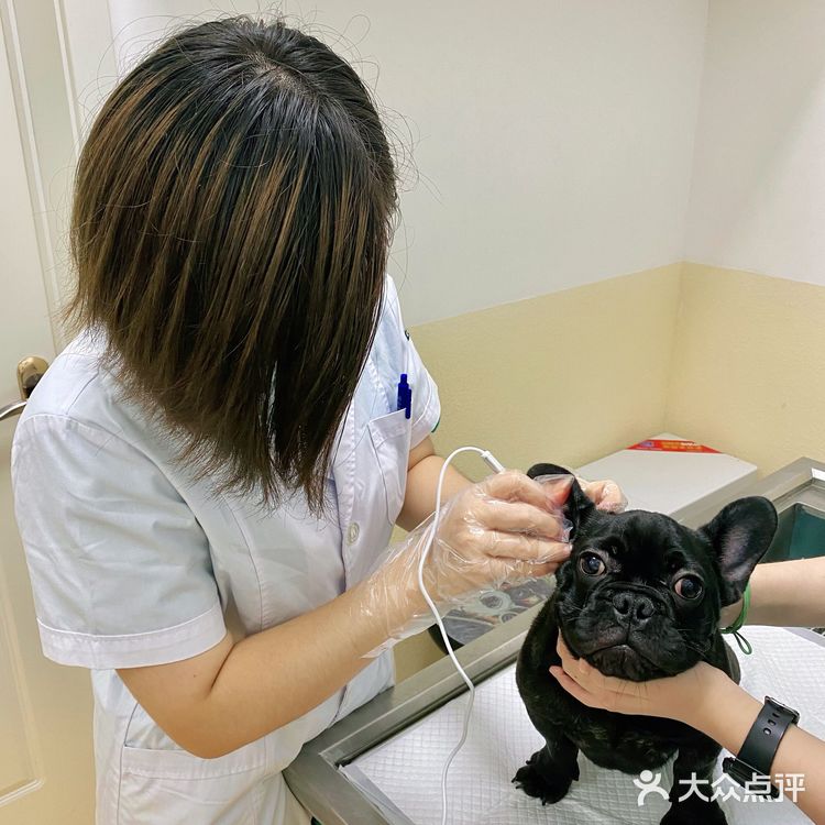 沈阳｜安利一家靠谱的宠物医院给大家