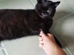 -喵屿·大理花园猫咖