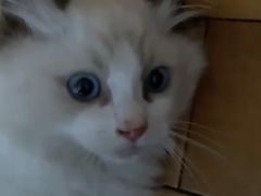 -lincat·猫舍(广州店)