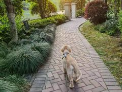 -翊宠yipet猫狗购宠庄园犬舍•猫舍