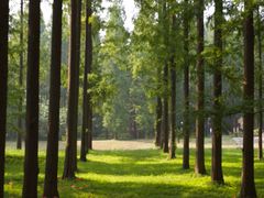 -黄海国家森林公园