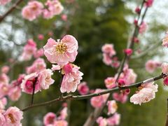 -求雨山文化公园