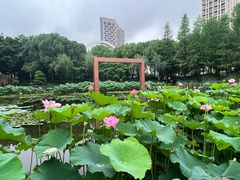 -陈家山荷花公园