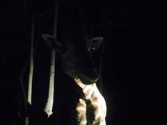 -清迈夜间动物园