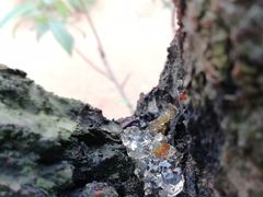 -南国桃园旅游度假区