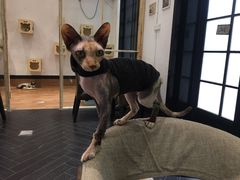 -猫色咖啡·猫咖