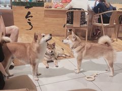 -柴务处·柴犬主题狗咖