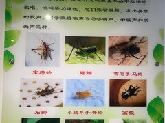 -上海昆虫博物馆