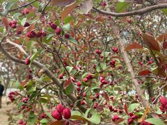 -元大都城垣遗址公园