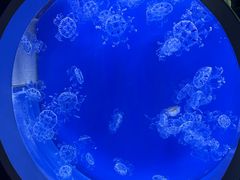 -芜湖新华联大白鲸海洋公园