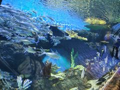 -华夏文旅海洋公园