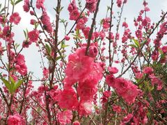 -南国桃园旅游度假区