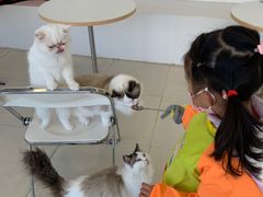 -怪兽屋·羊驼·猫咖·狗咖(俊华广场店)