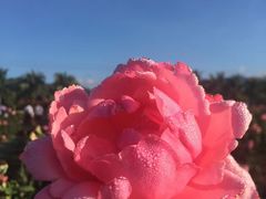 -亚龙湾国际玫瑰谷