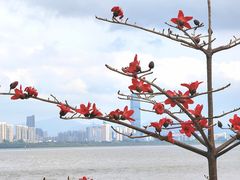 -深圳湾公园(南山区)