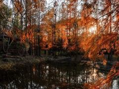 -上海海湾国家森林公园