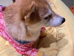 -逗柴咖啡屋·狗咖猫咖宠物桌游