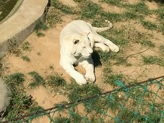 -石家庄市动物园