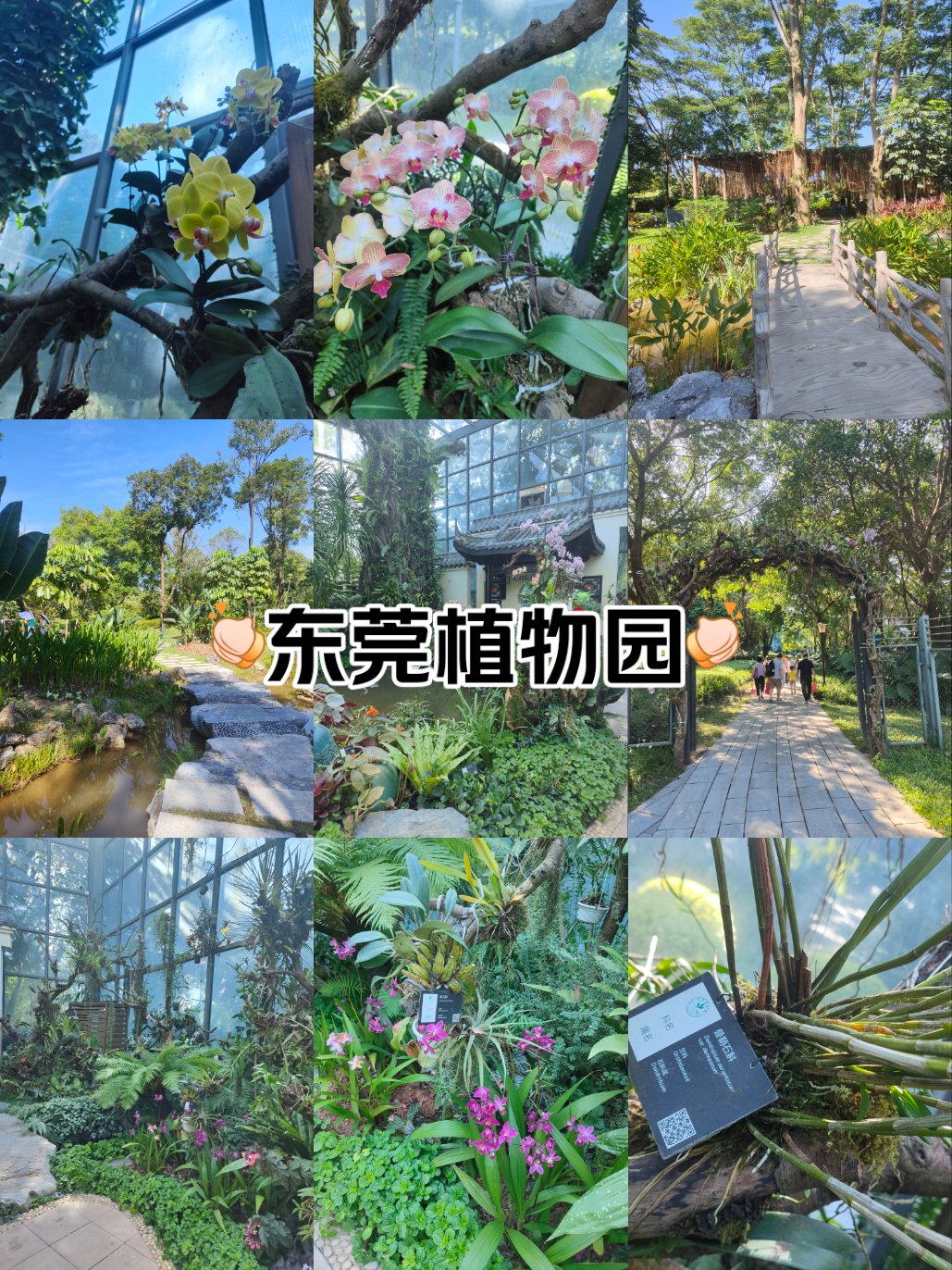 东莞植物园简介图片