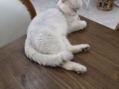 -共舞时光猫咖·狗咖(新街口店)