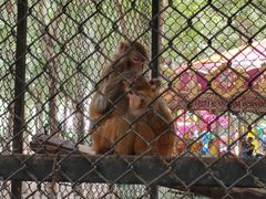 -长白岛森林公园