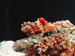 -暹罗海洋世界