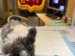 -雨林宠物医院 非犬猫异宠专科