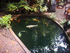 -Fern Forest Cafe