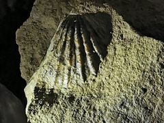 -怀托摩萤火虫洞