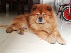 -安安宠医·安宠宠物医院