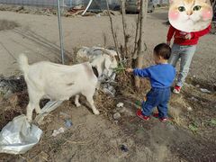 -喜杨洋草莓采摘园