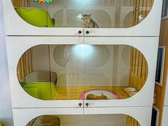 -青奢宠物·青奢猫舍