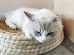 -瞄一喵猫咖(格力海岸店)