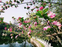 -莫愁湖公园