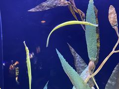 -上海海洋水族馆