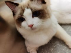 -伟伟宠物医院·瑞派猫友好医院·猫科(光谷店)