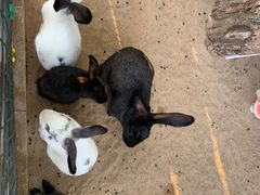 -三亚海棠湾万丽度假酒店