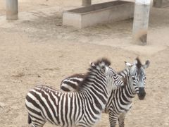 -石家庄市动物园